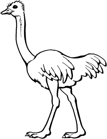 Ostrich  Coloring Page